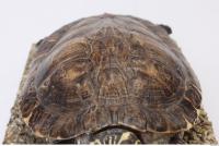 tortoise shell 0001